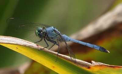 [The same dragonfly with its head turned toward the camera and tilted. It's little green nose is clearly visible]